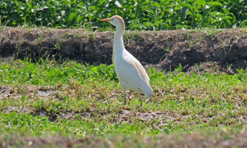 Египетская цапля (ibis) - ML618400324