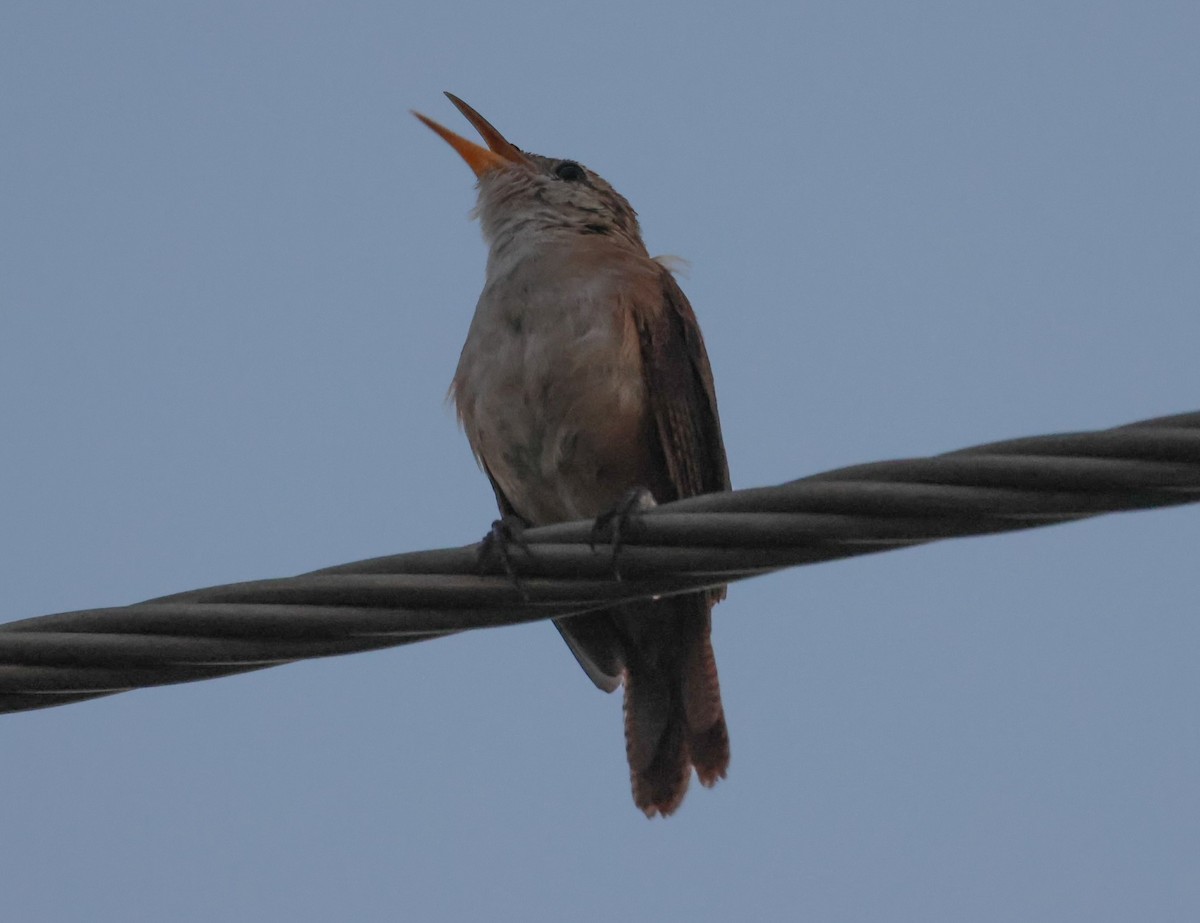 House Wren - ML618400330