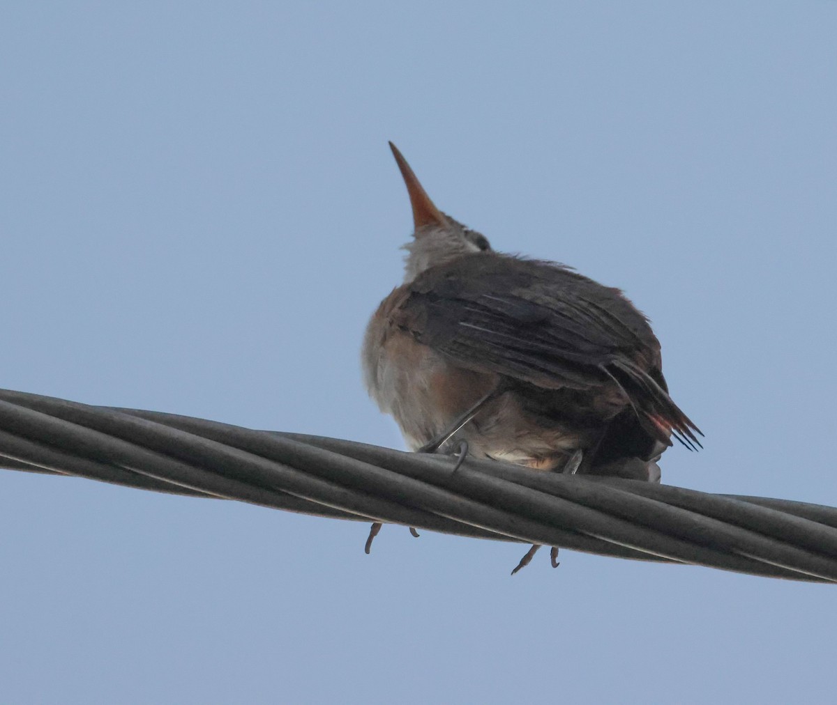 House Wren - ML618400331