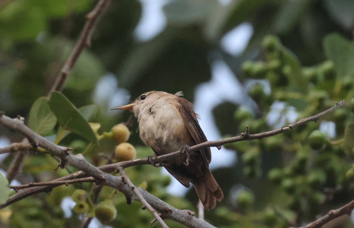 House Wren - ML618400332