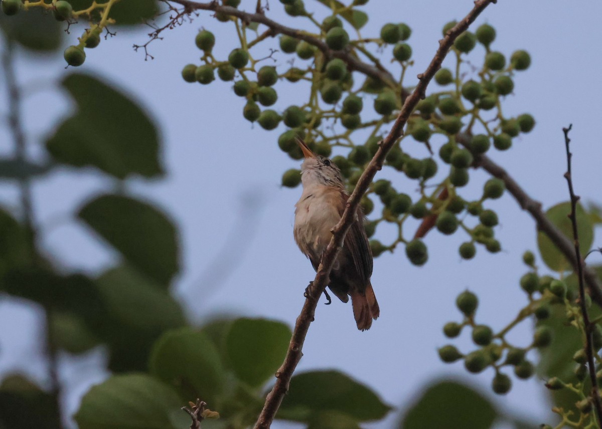 House Wren - ML618400335