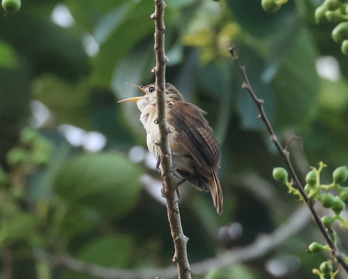 House Wren - ML618400336