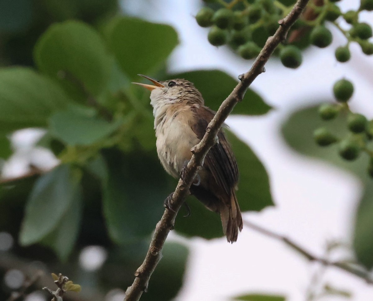 House Wren - Pam Rasmussen