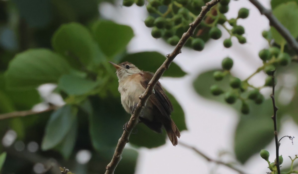 House Wren - ML618400339