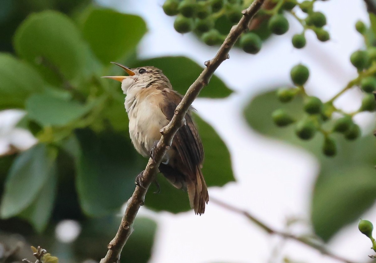 House Wren - ML618400340