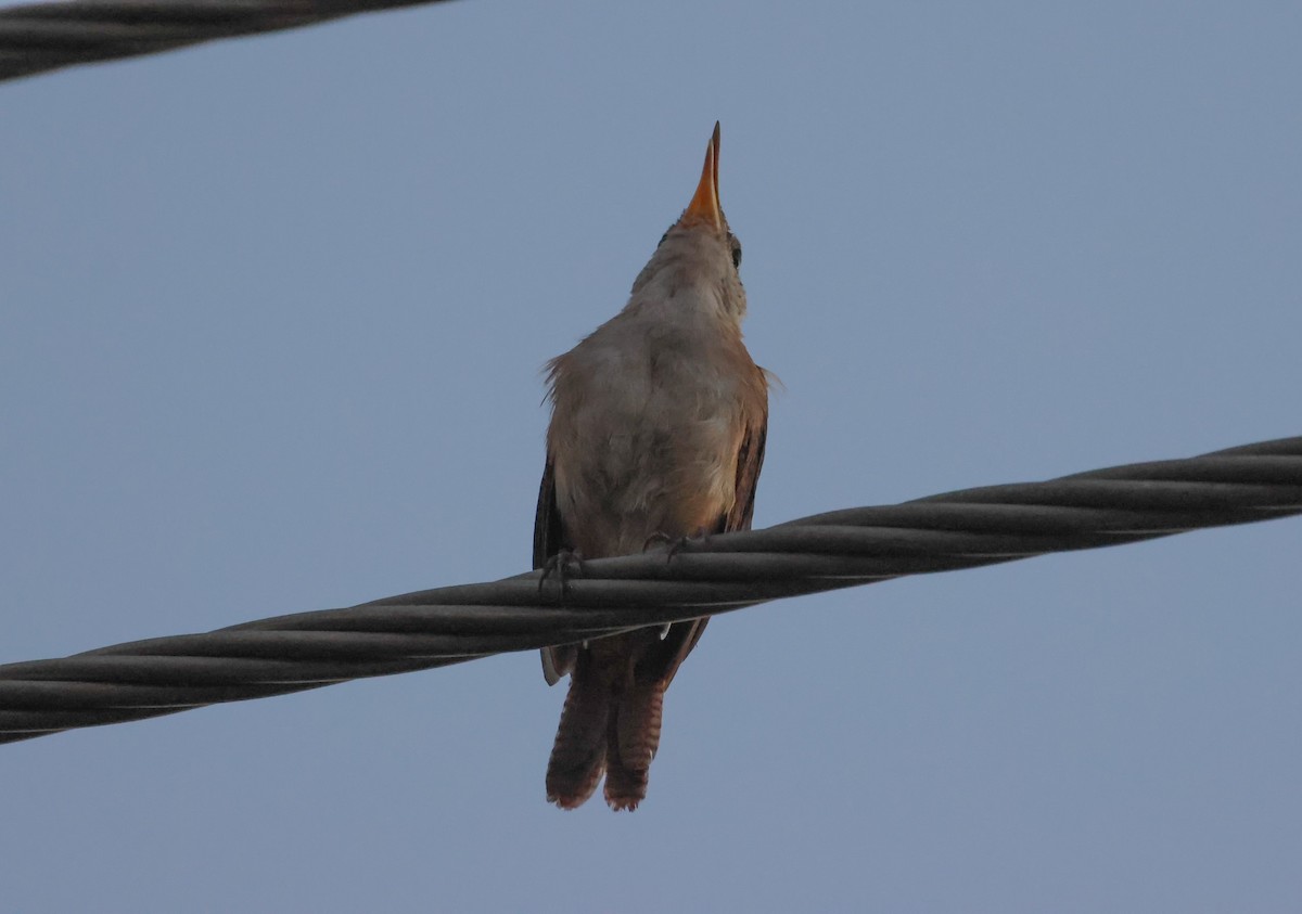 House Wren - ML618400346