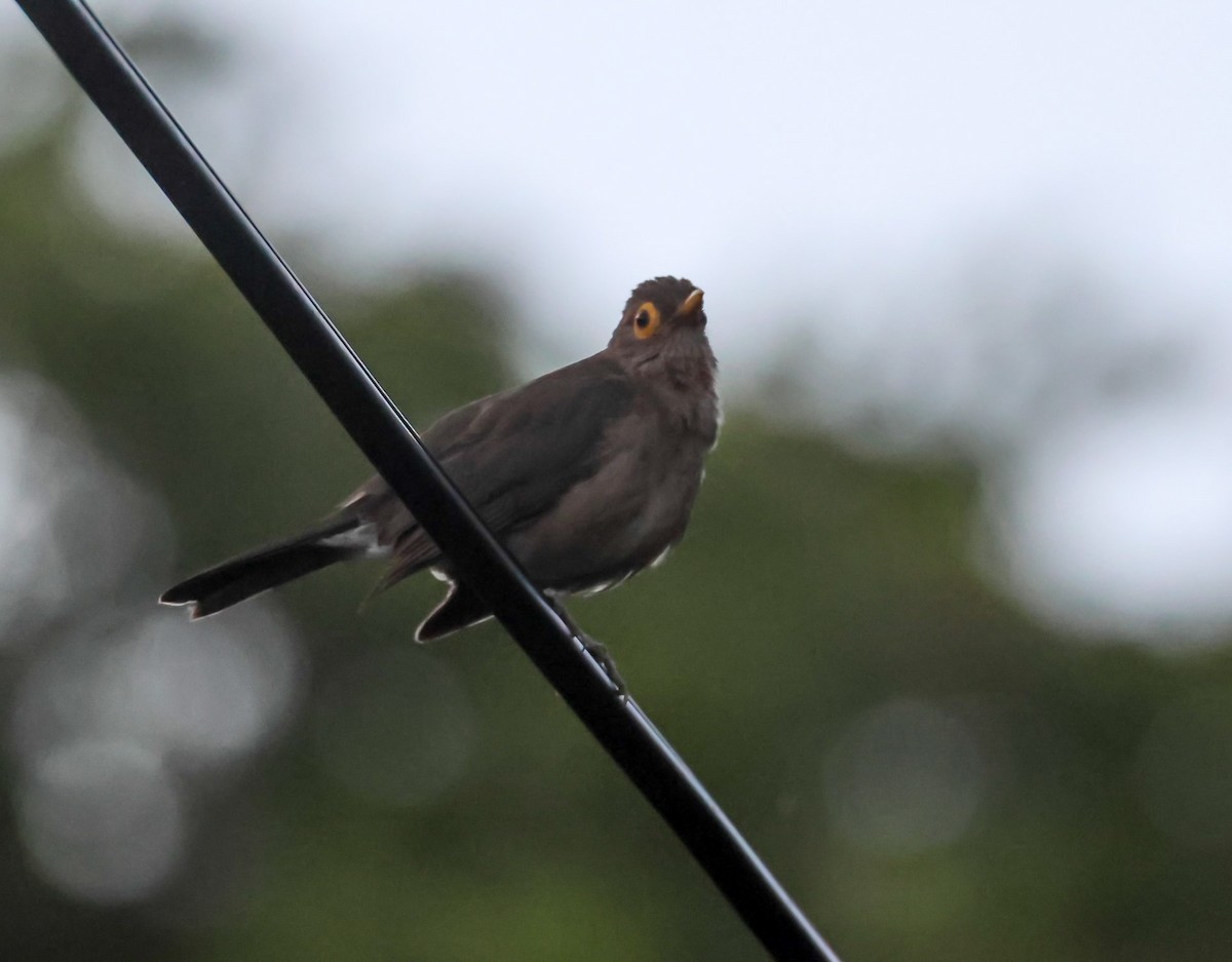 Spectacled Thrush - ML618400373