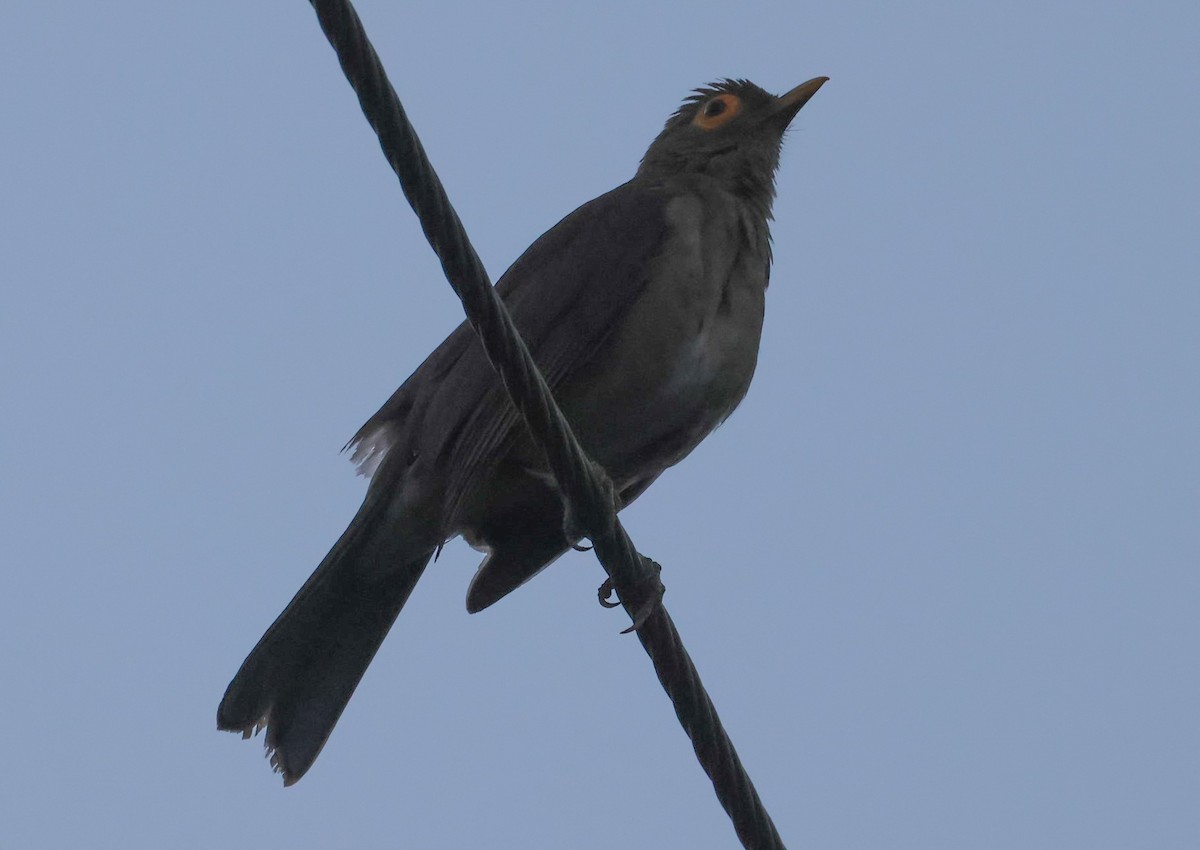 Spectacled Thrush - ML618400375