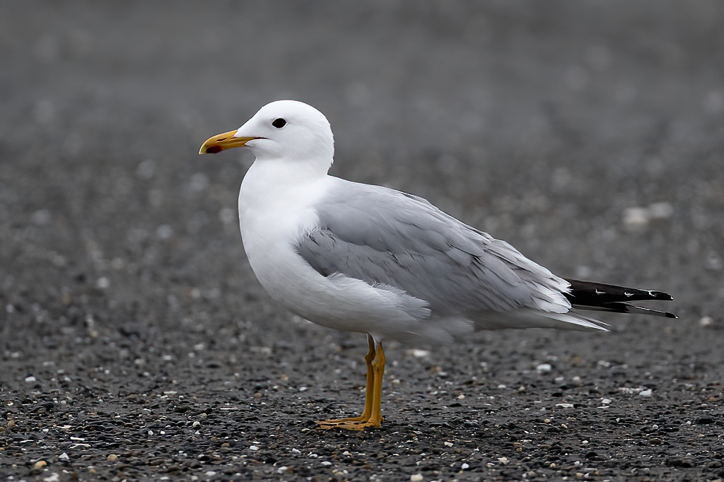 Gaviota Californiana - ML618400431