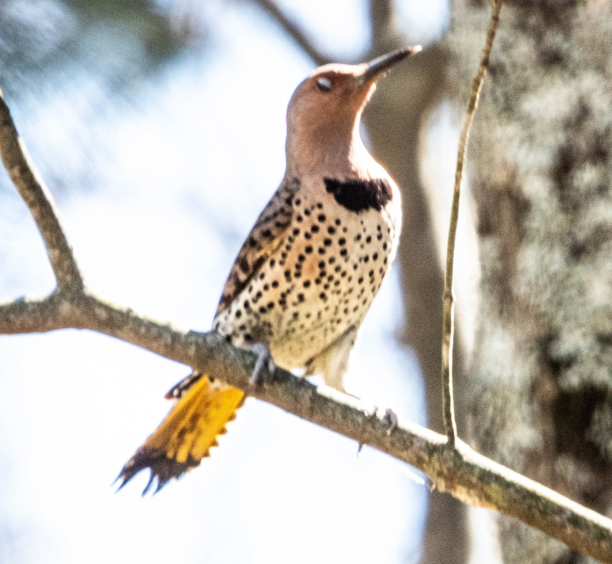 Northern Flicker - ML618400450