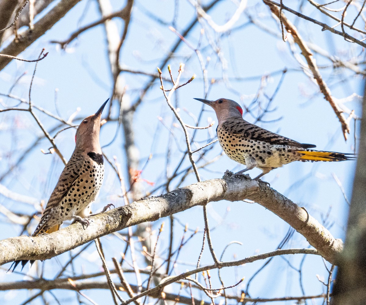 Northern Flicker - ML618400451