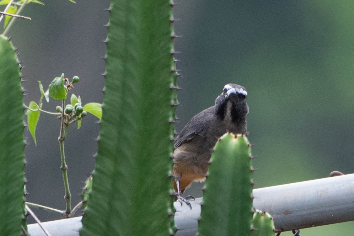 Cinnamon-bellied Saltator - Andrea Heine