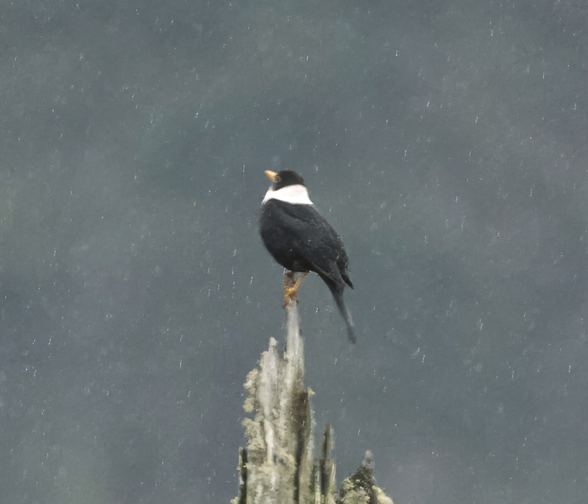 White-collared Blackbird - Joseph Tobias