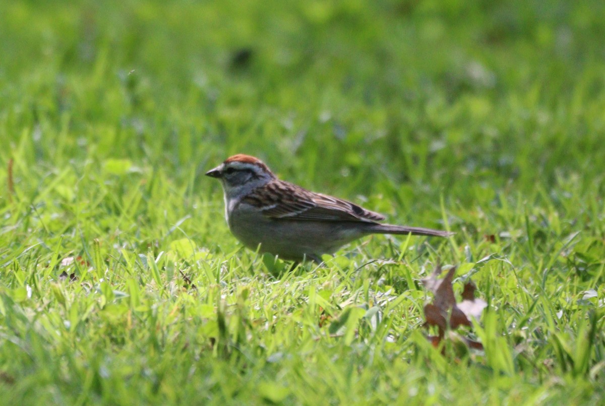 Chipping Sparrow - ML618400490