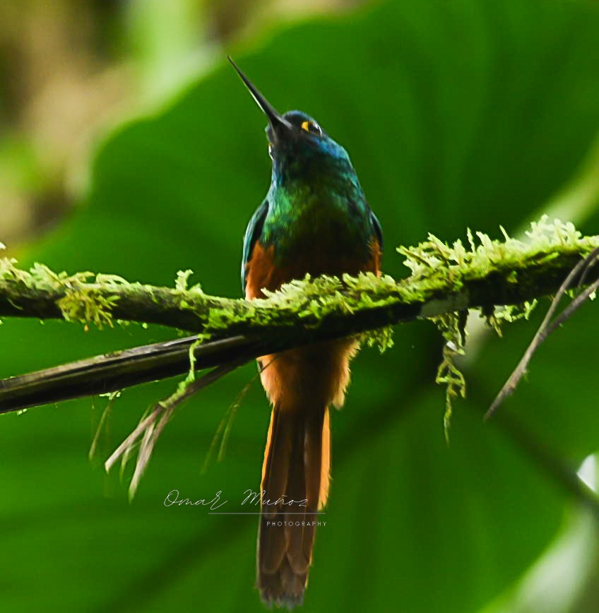 Coppery-chested Jacamar - ML618400539