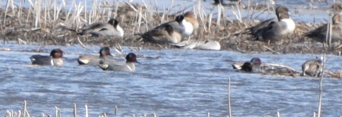 Green-winged Teal - ML618400553