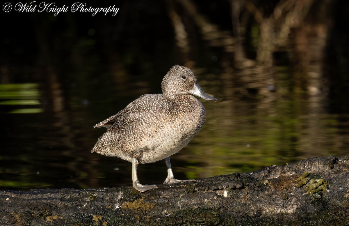 Freckled Duck - Cath Knight