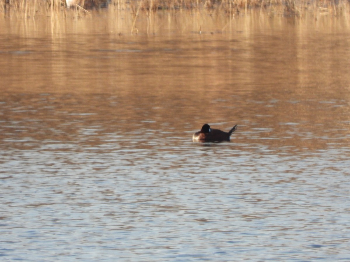 Ruddy Duck - ML618400565