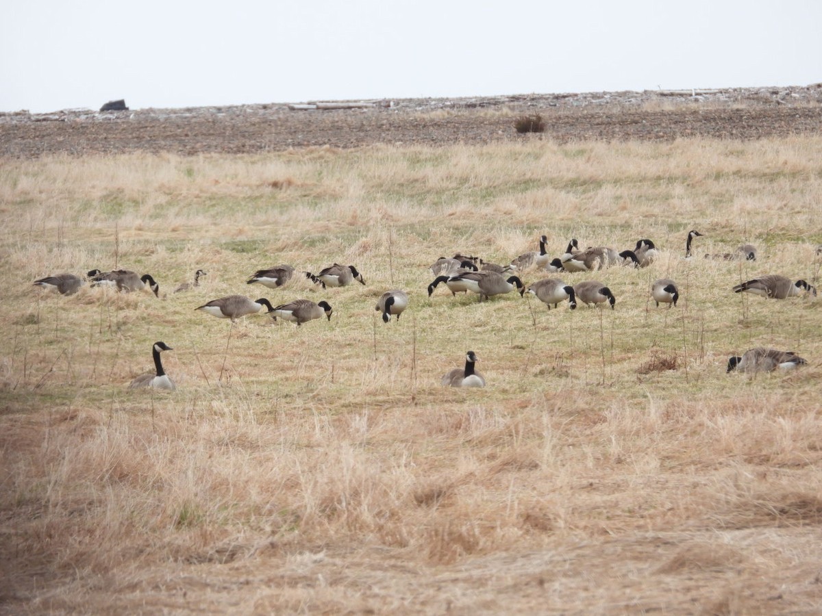 Canada Goose - Brenda Bungay