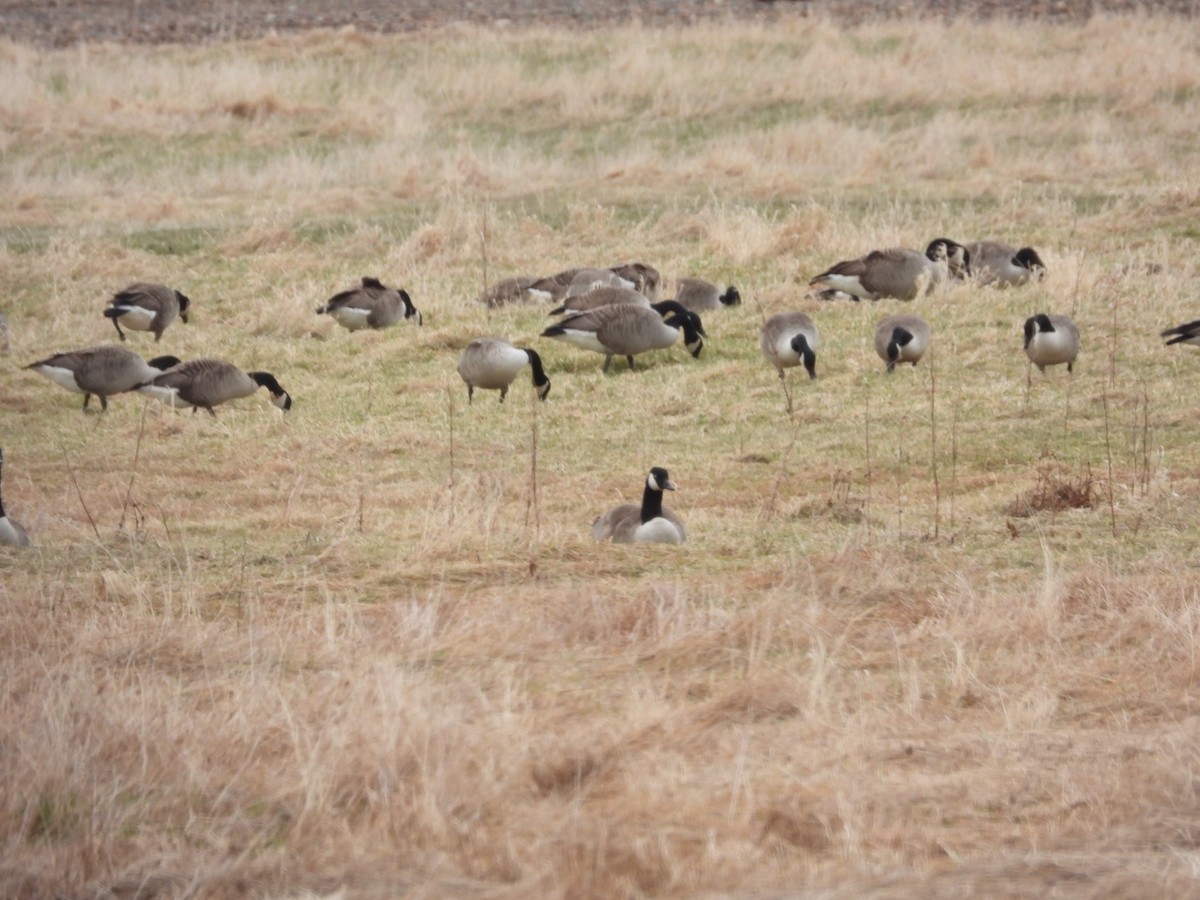 Canada Goose - Brenda Bungay