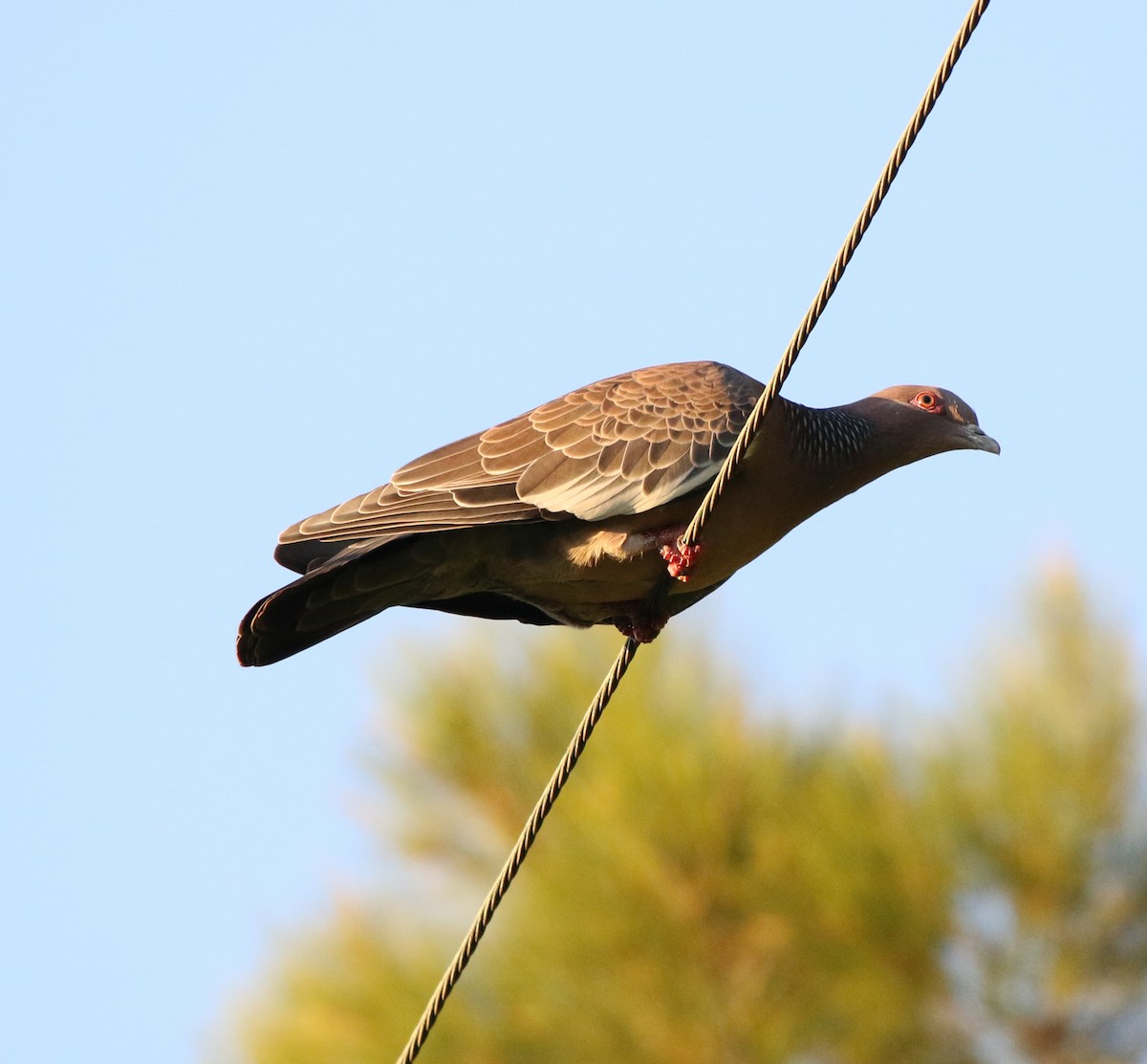 Picazuro Pigeon - Feliciano Lumini