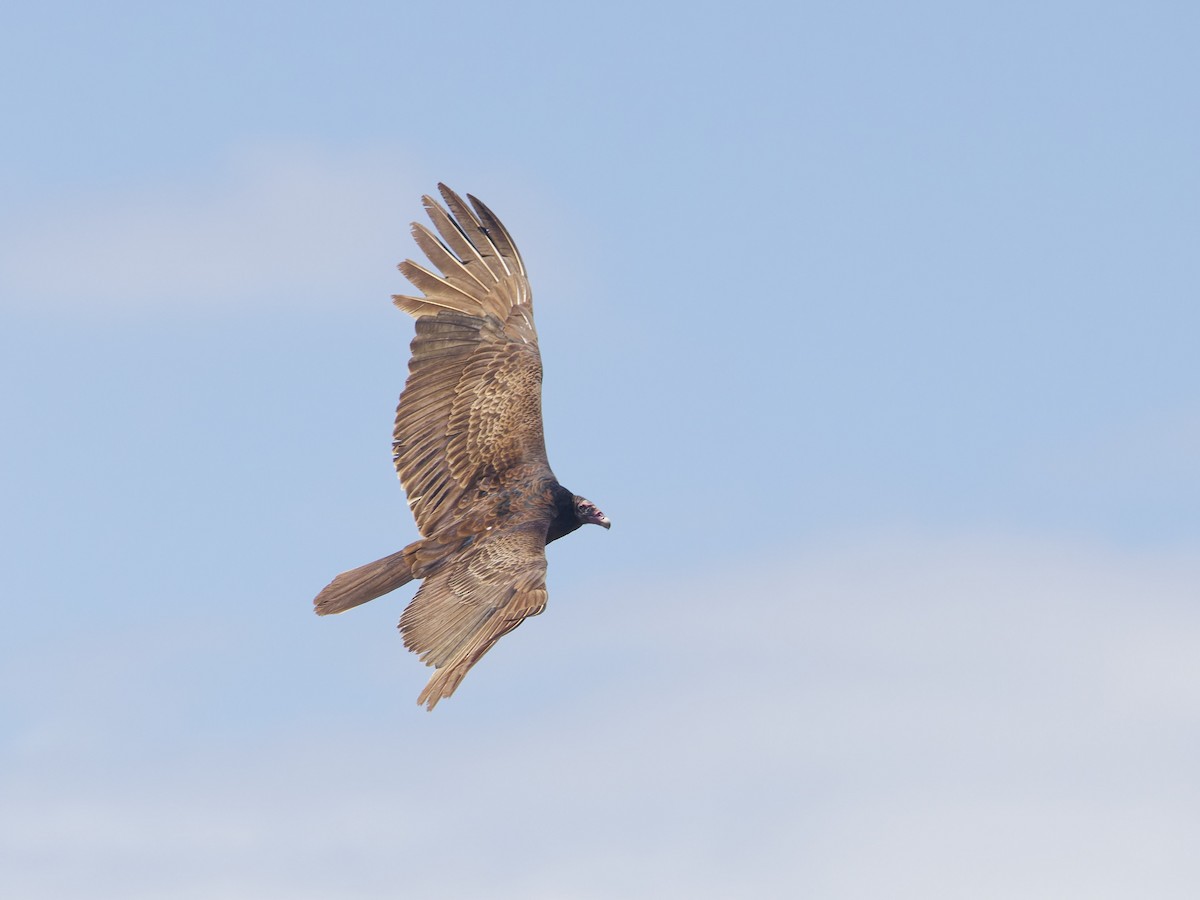 Turkey Vulture - ML618400633