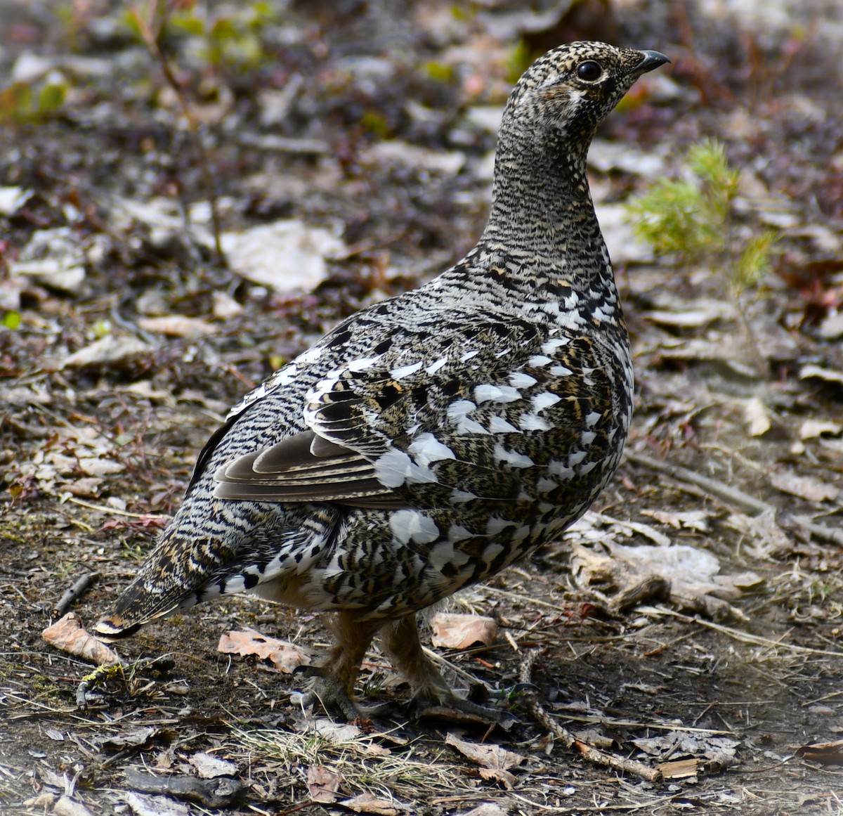 Spruce Grouse - ML618400672