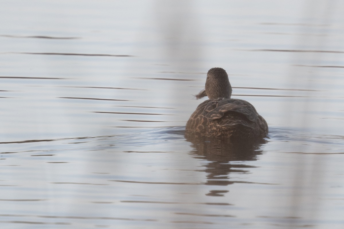 Cape Shoveler - ML618400679