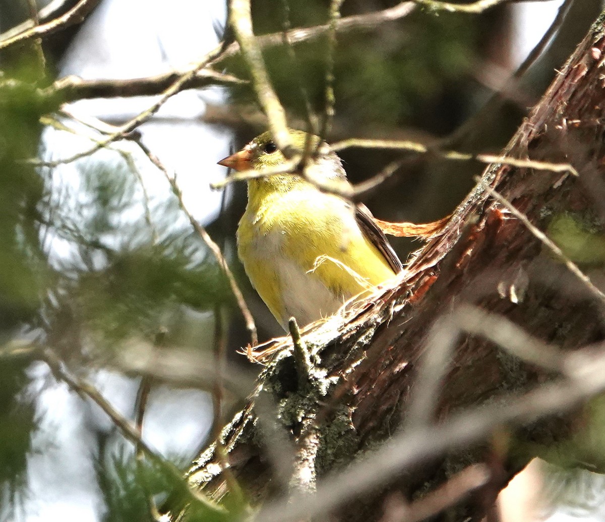 Chardonneret jaune - ML618400701