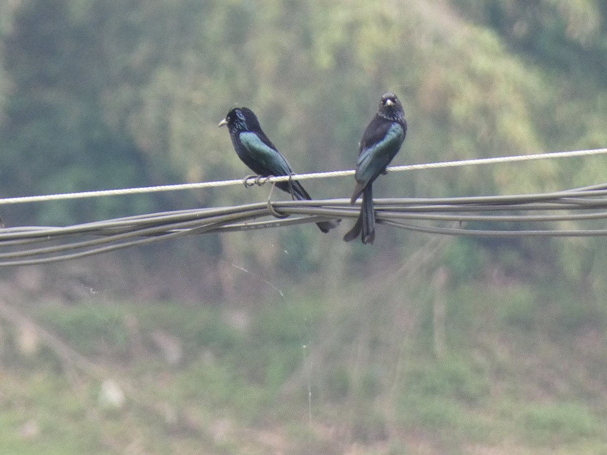 Hair-crested Drongo (Hair-crested) - ML618400703