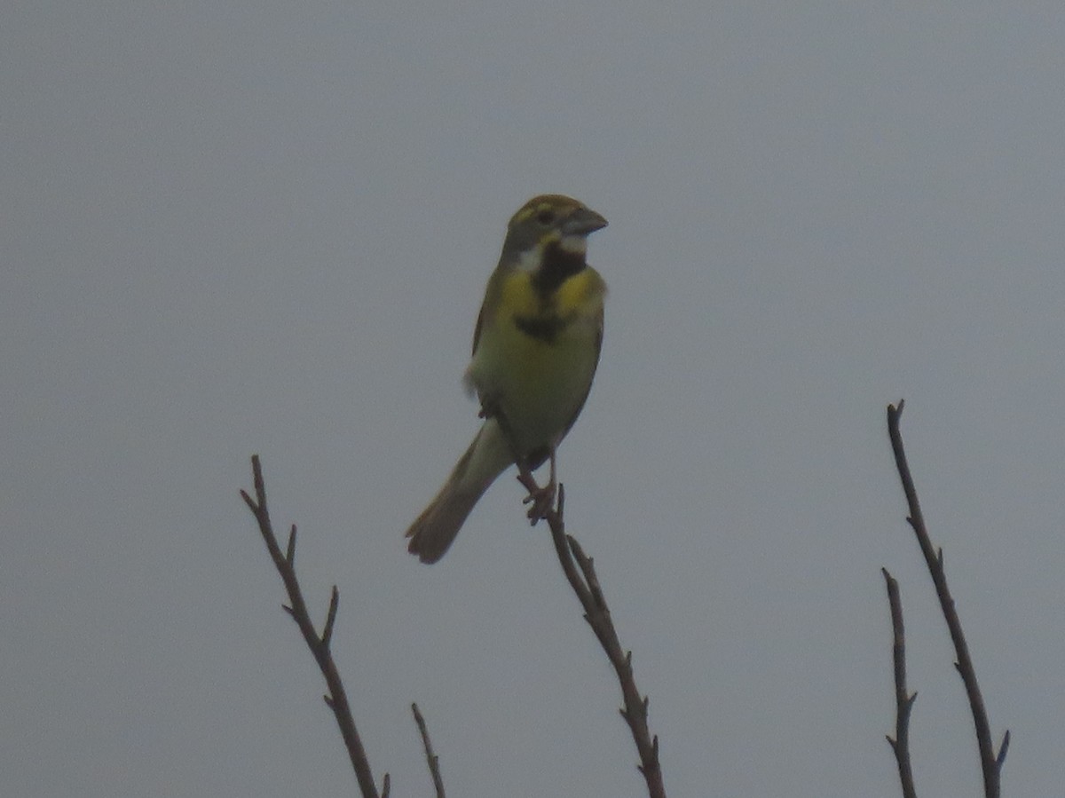 Dickcissel - ML618400740