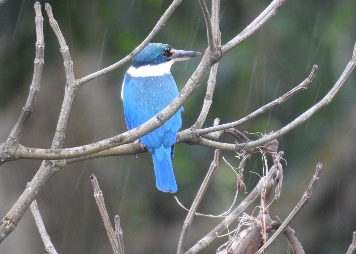 Collared Kingfisher - UB damim