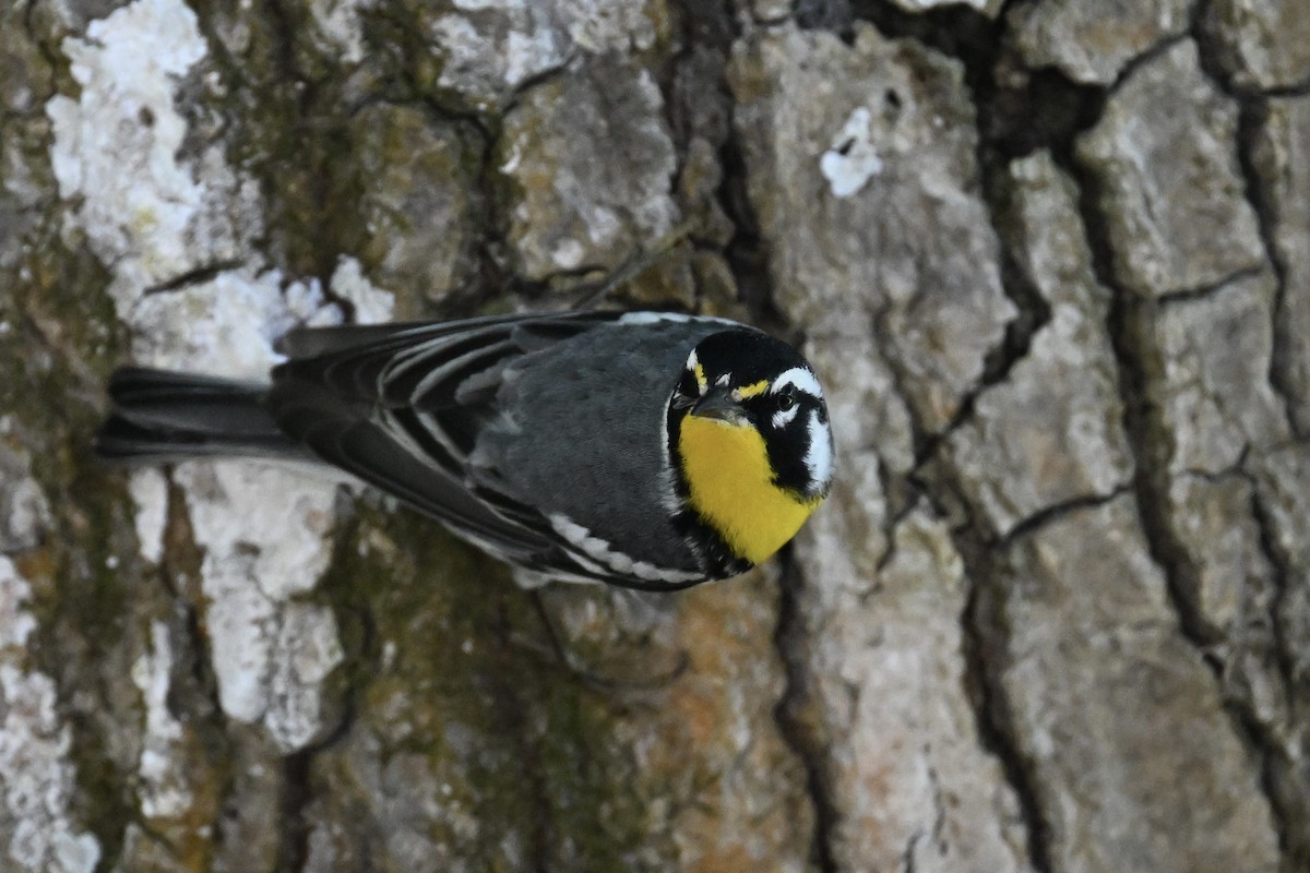 Yellow-throated Warbler - Deborah Penrose