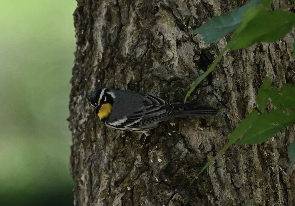 Yellow-throated Warbler - Deborah Penrose