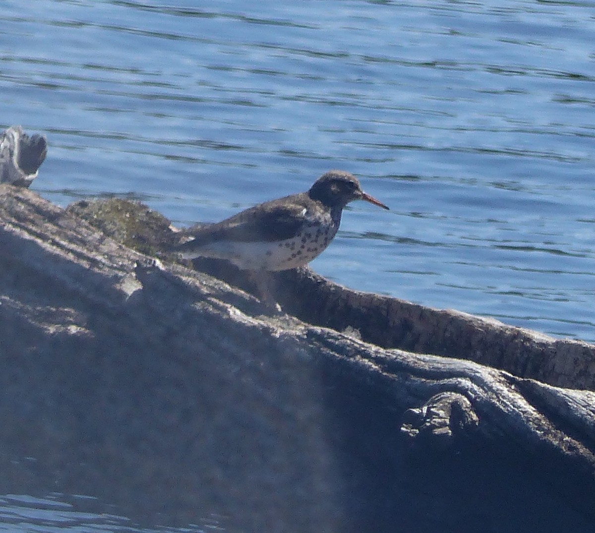 Spotted Sandpiper - ML618400822