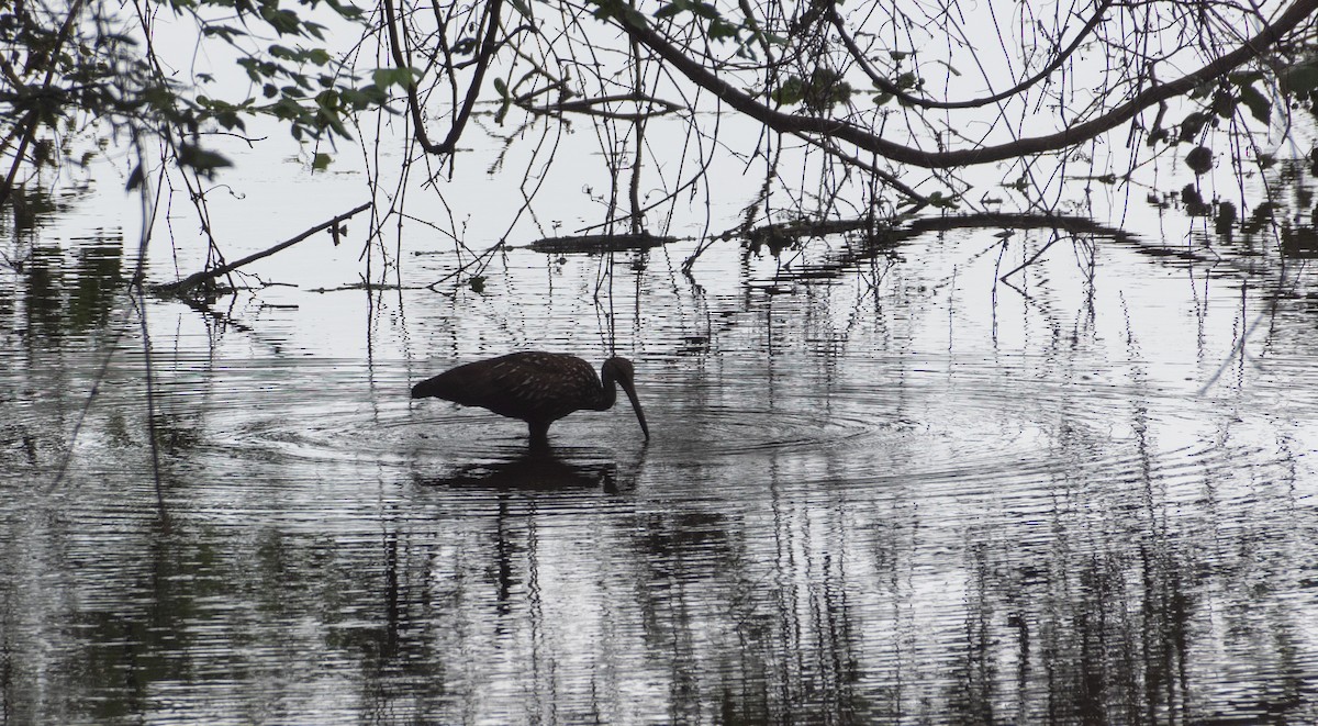 Limpkin - ML618400824