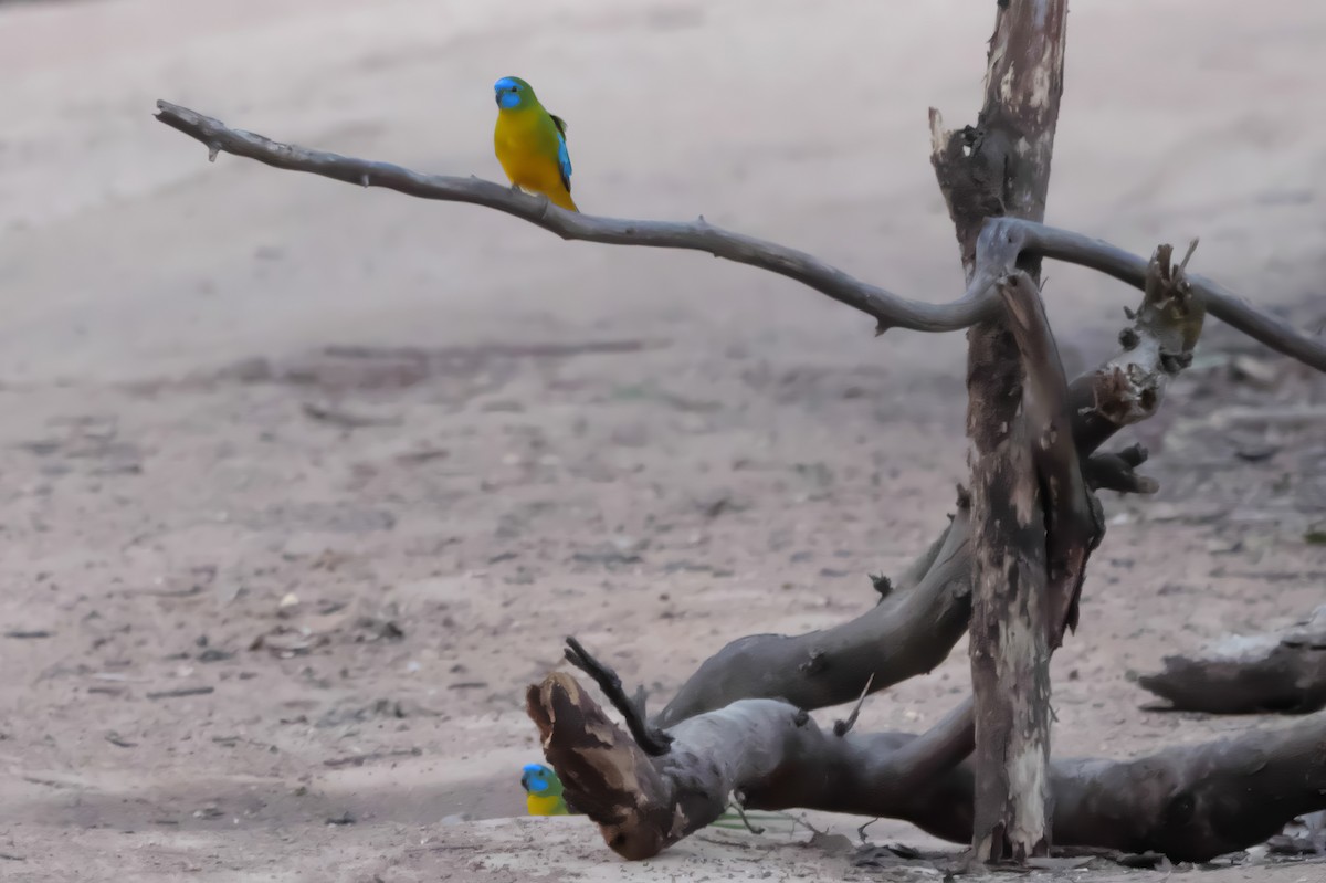 Turquoise Parrot - Jonathan Boucher