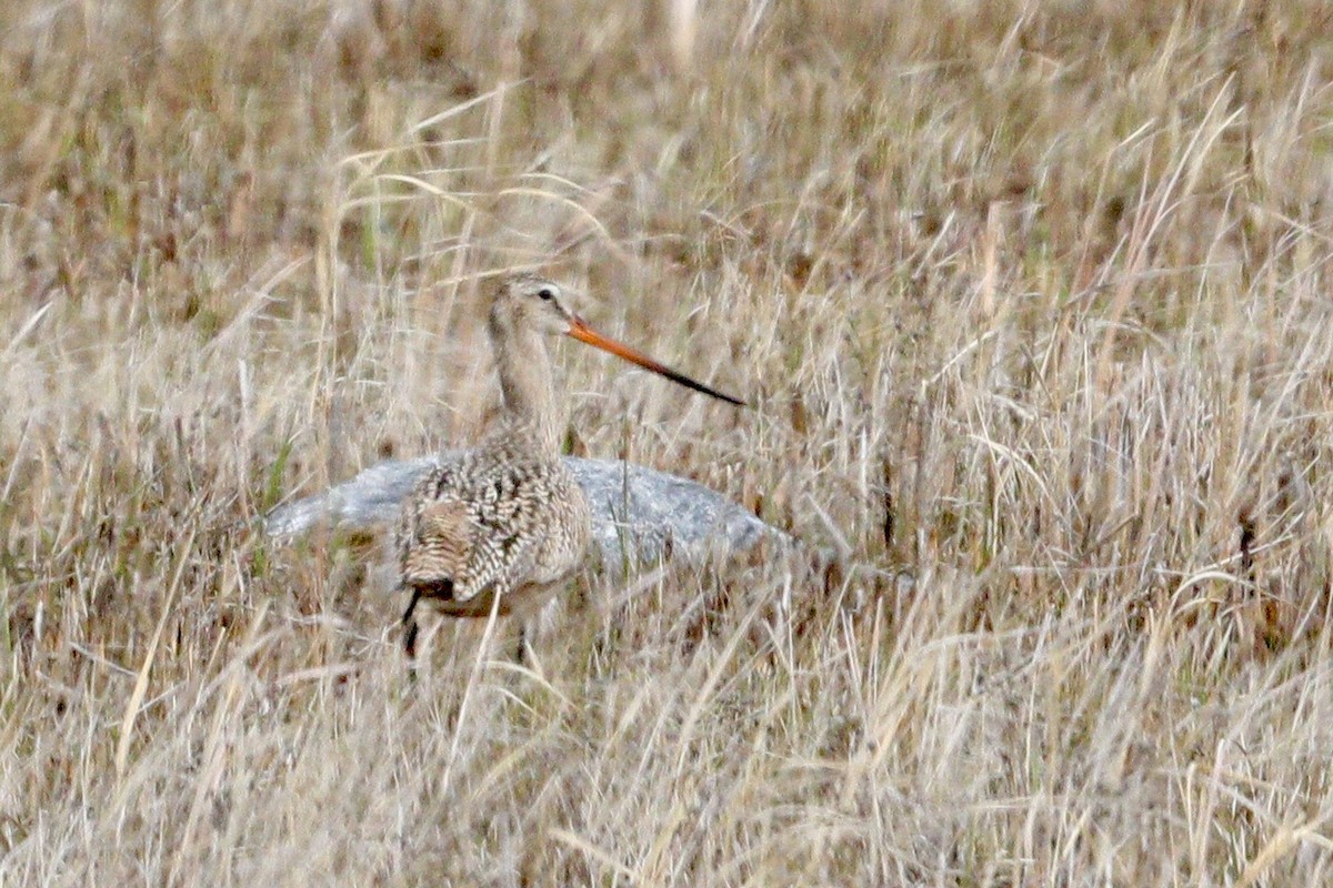 Marbled Godwit - Jay & Judy Anderson
