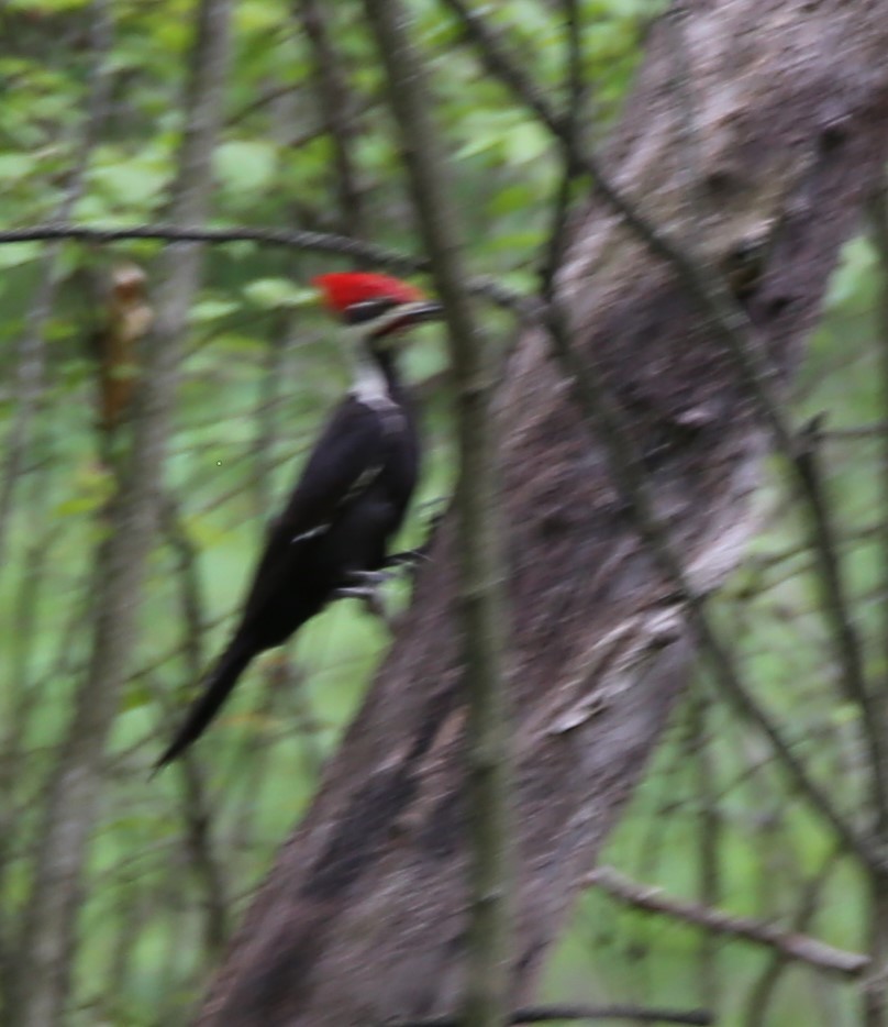 Pileated Woodpecker - Cathy Cox