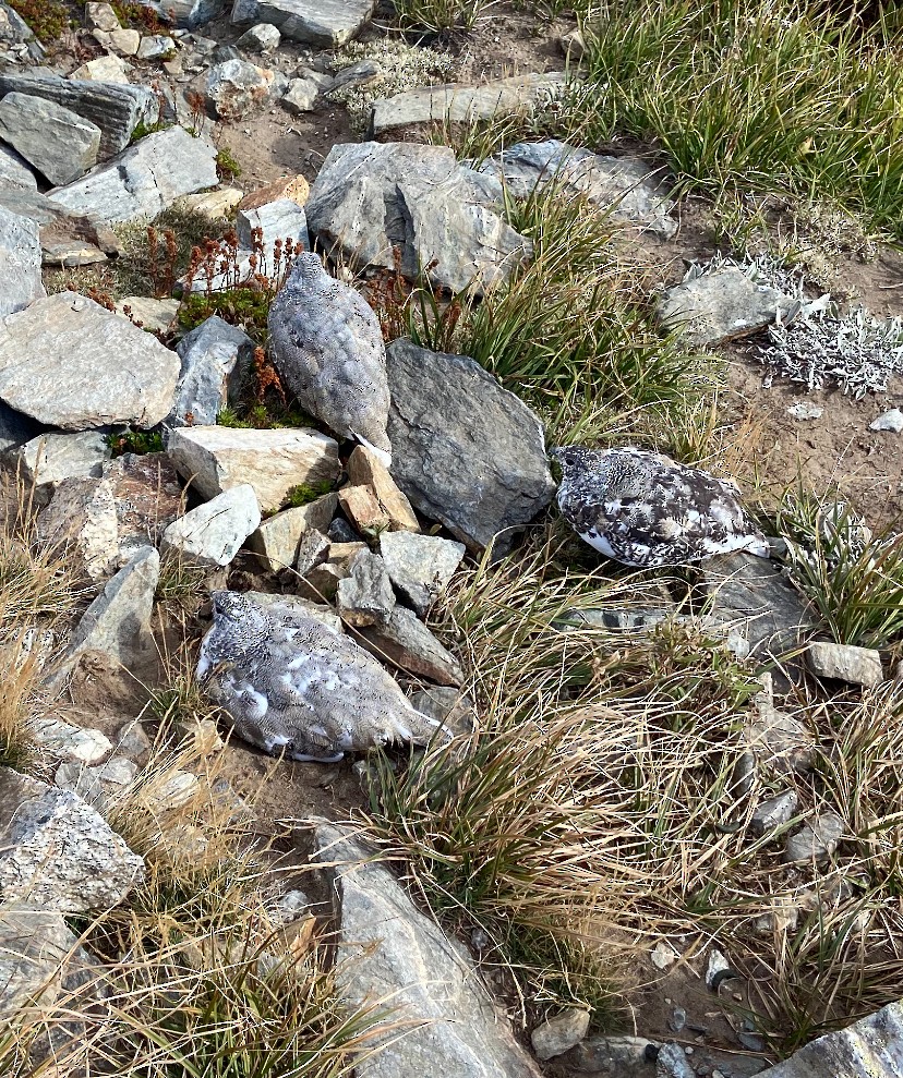 White-tailed Ptarmigan - ML618400897