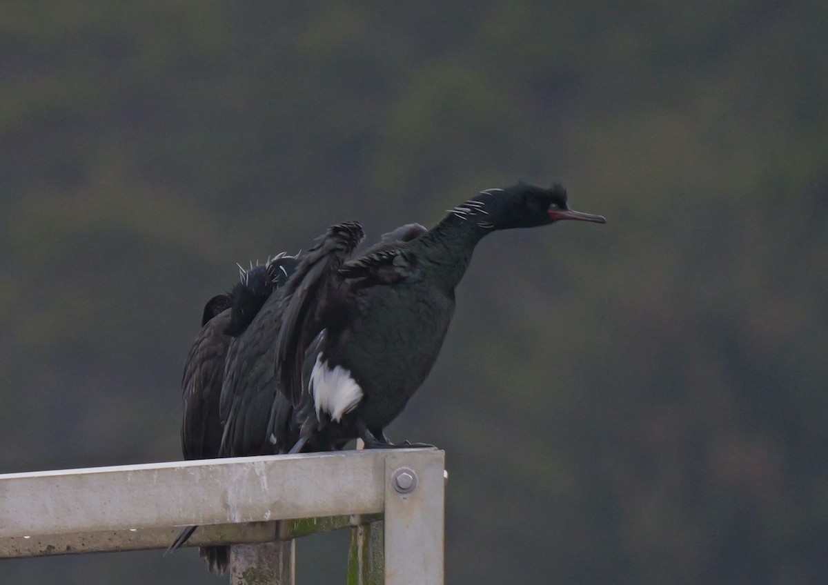 Pelagic Cormorant - ML618400913