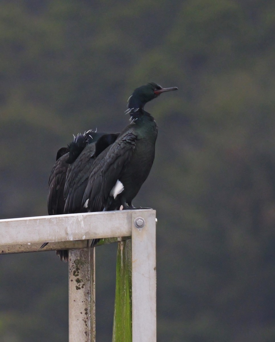 Pelagic Cormorant - ML618400914