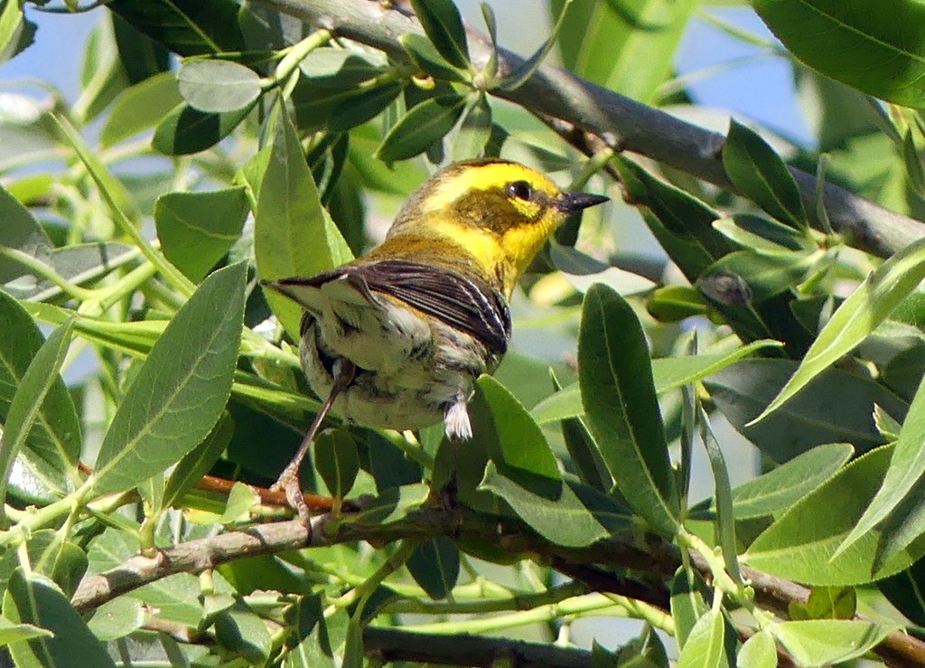 Townsend's Warbler - Femi Faminu