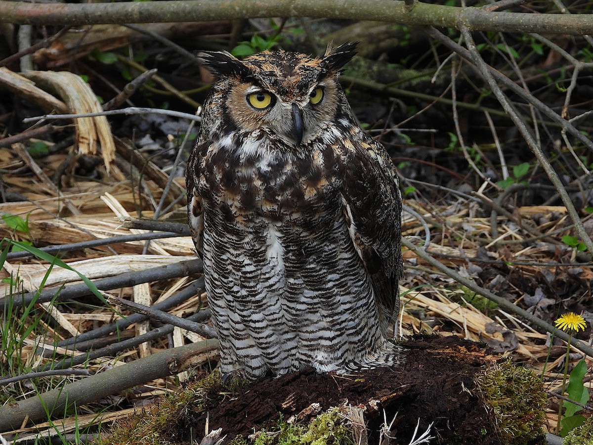 Great Horned Owl - Don Henise