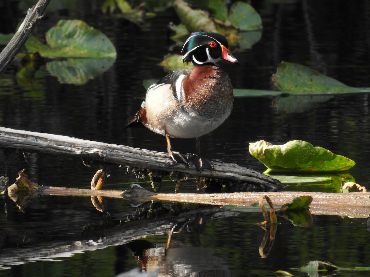 Wood Duck - ML618401031