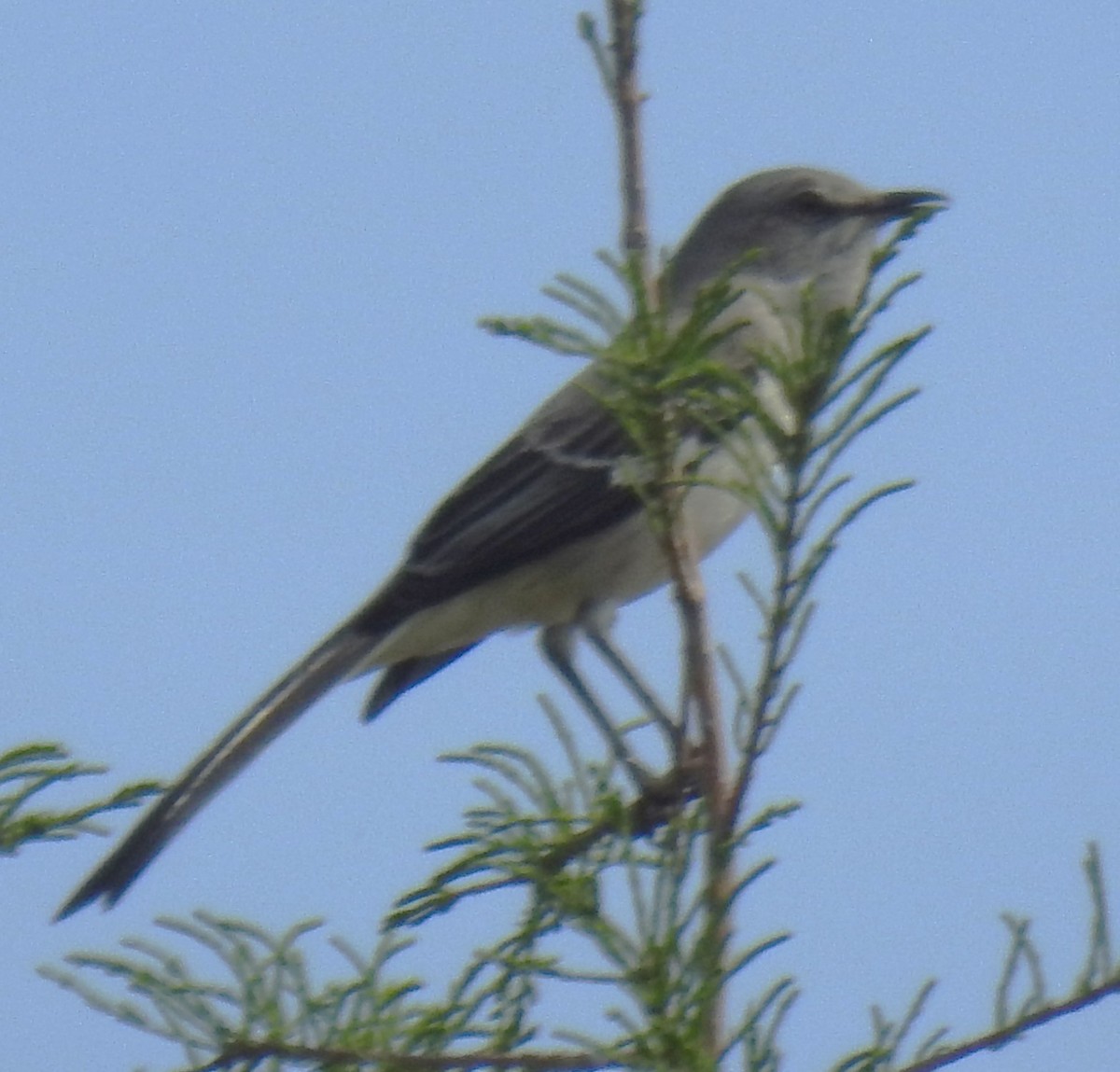 Northern Mockingbird - ML618401047