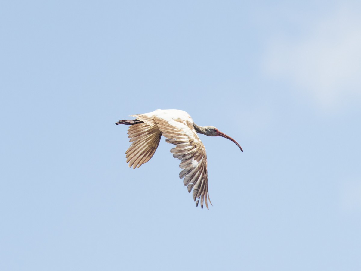 White Ibis - ML618401048