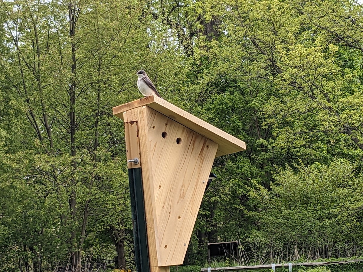 Tree Swallow - ML618401051