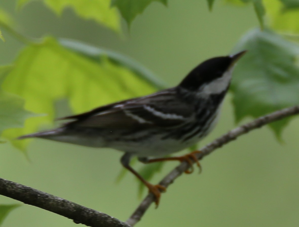 Blackpoll Warbler - Cathy Cox