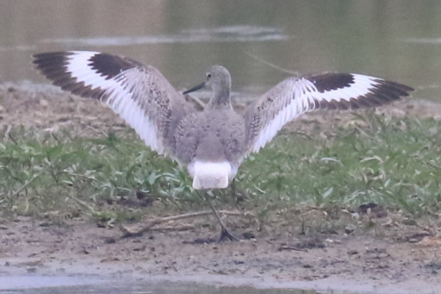 Willet - Jennifer Allison